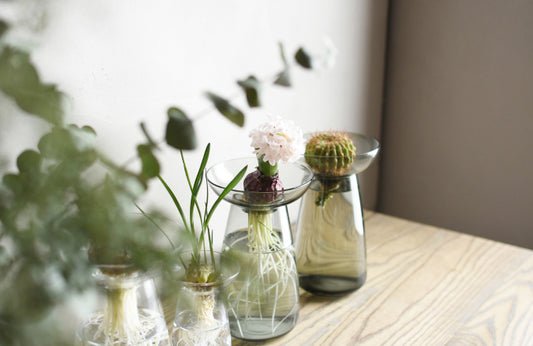 Decorative glass vases with plants and a cactus on a wooden surface.